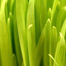 干净无广告的在线网站攻击