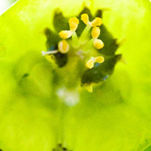 一键故障恢复的网络ddos监测分析工具